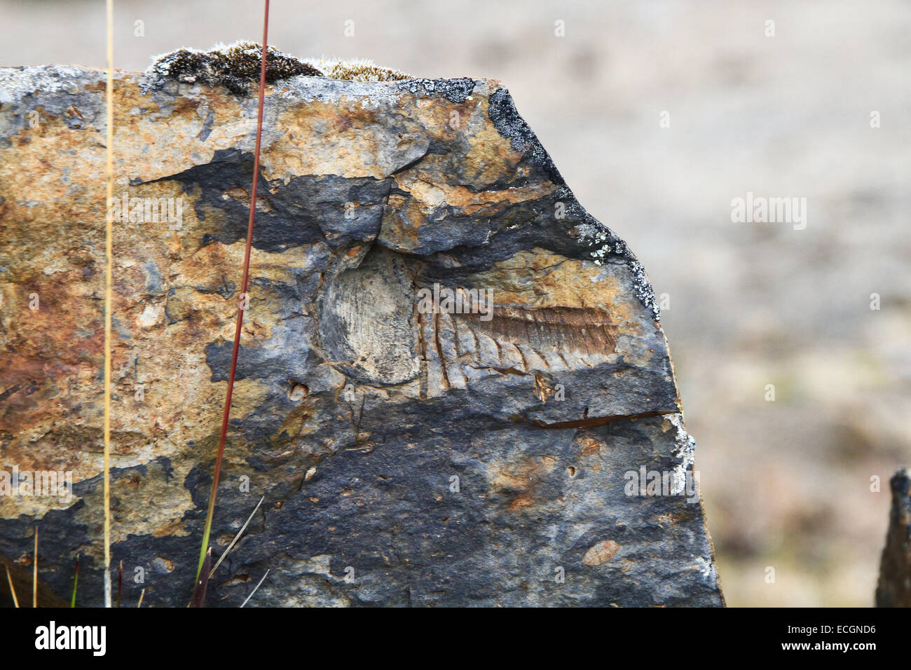 Fossiles à 15 000 pieds d'altitude, au Pérou Banque D'Images