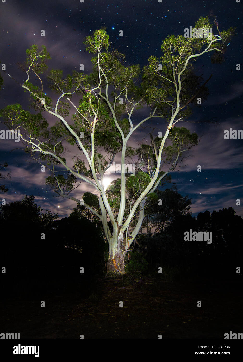 Arbre généalogique de la foudre - Eucalyptus, illuminé la nuit, avec la Lune Banque D'Images