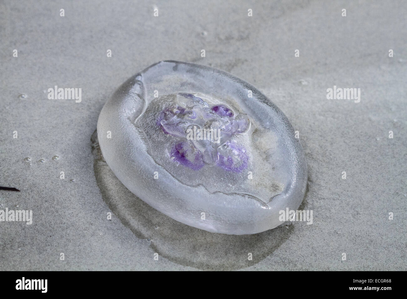 Moon Jelly (Aurelia aurita), Jervis Bay, New South Wales, Australia Banque D'Images