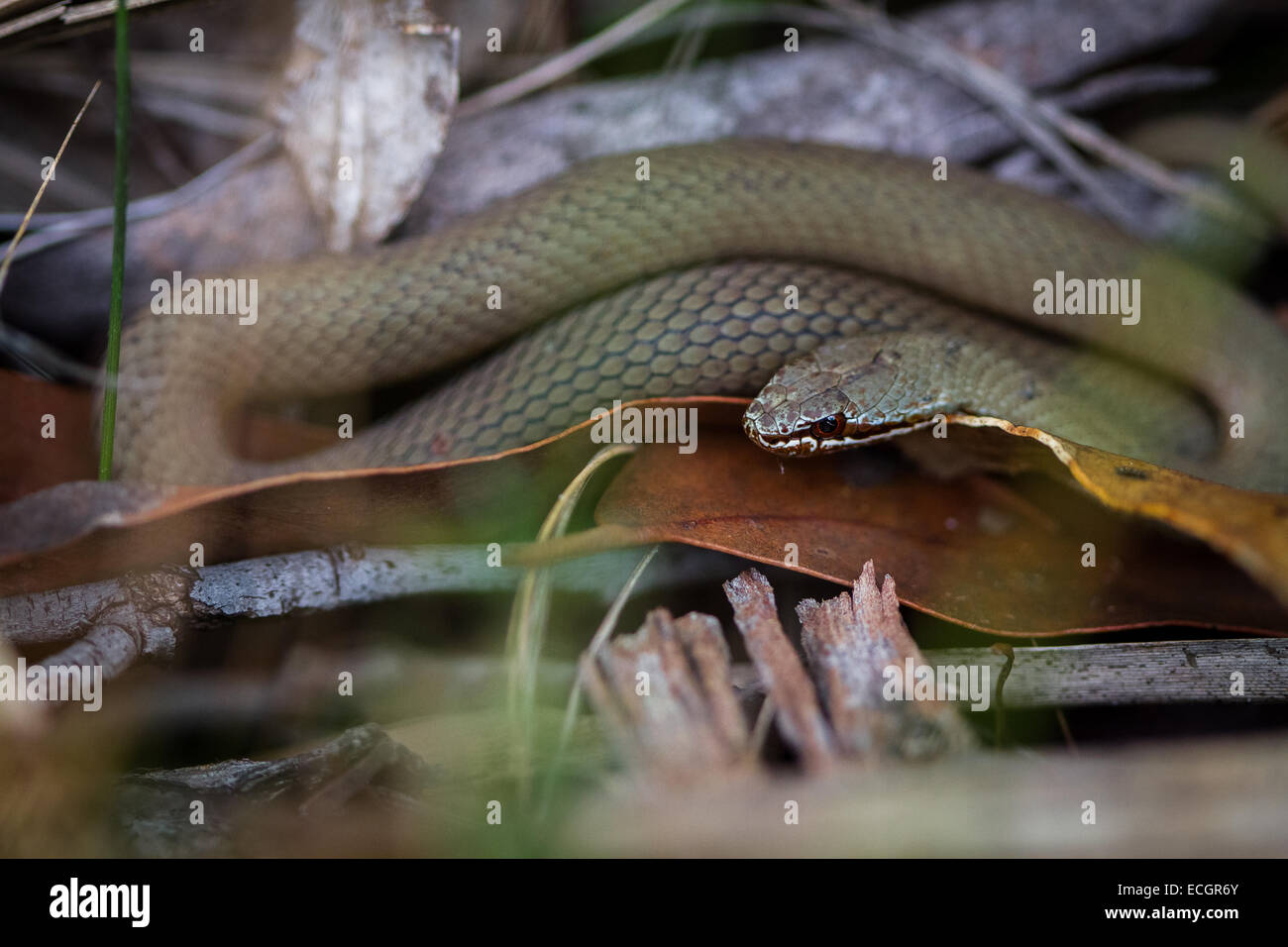 White-Lipped Serpent, 1 de 3 espèces de serpents venimeux sur la Tasmanie, Australie Banque D'Images