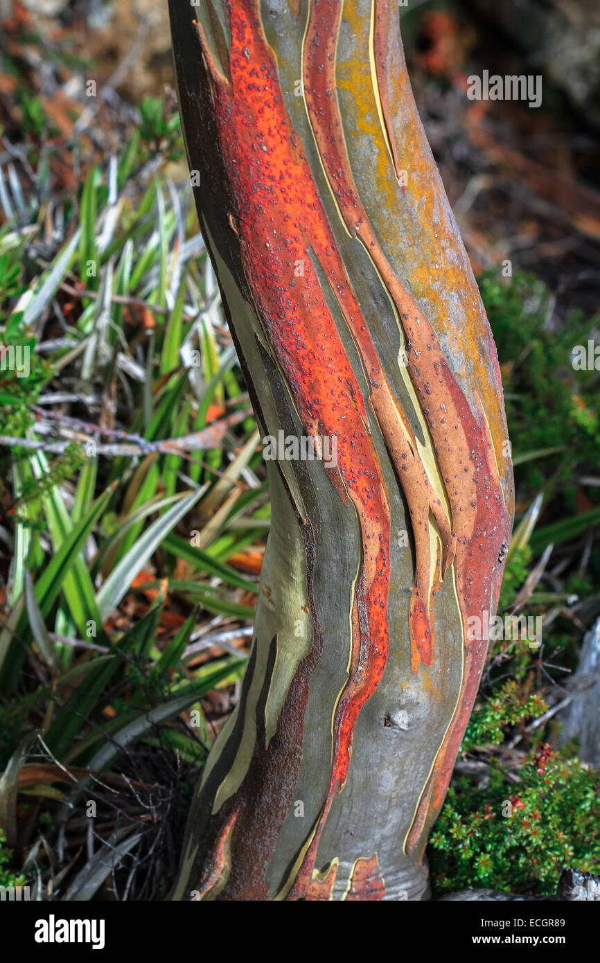 L'écorce d'Eucalyptus coloré, Tasmanie, Australie Banque D'Images