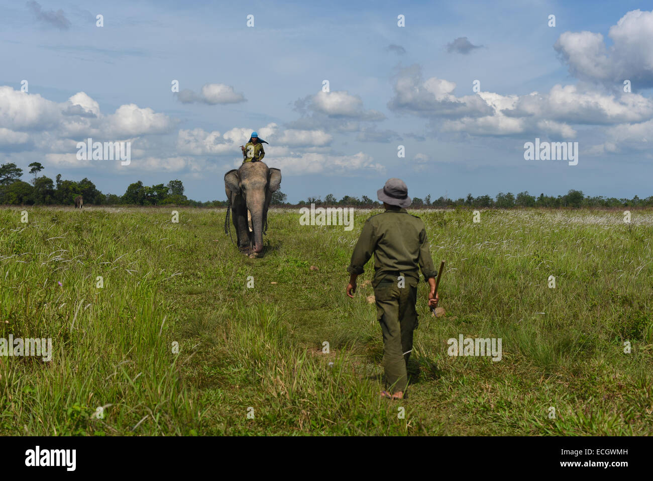 Les éléphants de Sumatra et les gardiens à alimenter la masse dans le Parc National de Way Kambas, Indonésie. Banque D'Images