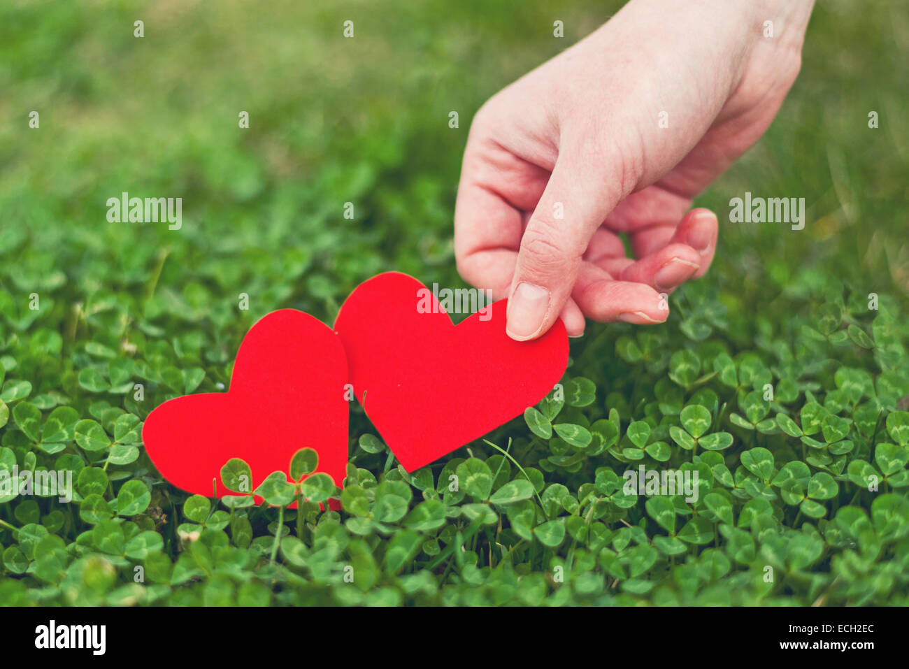 Coeurs en papier rouge en vert trèfle. Saint Patrick's day image conceptuelle, célébrer la saison du printemps. Banque D'Images