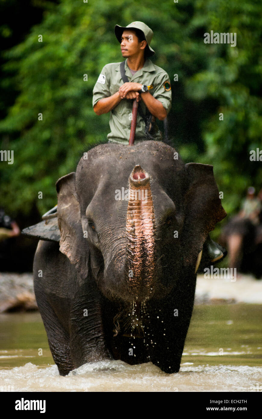 Un garde-forestier du parc national de Gunung Leuser est à cheval sur l'éléphant de Sumatran sur une rivière près de Tangkahan, Langkat, Sumatra Nord, Indonésie. Banque D'Images