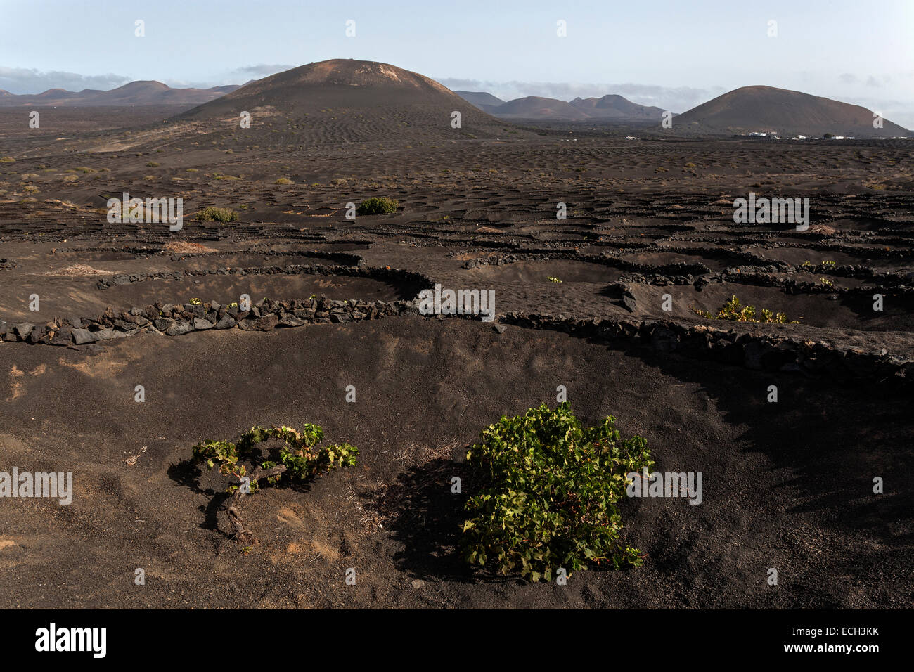 Vignobles typiques en cultures sèches dans la cendre volcanique, la lave, vignes, vignoble La Geria, Lanzarote, îles Canaries, Espagne Banque D'Images