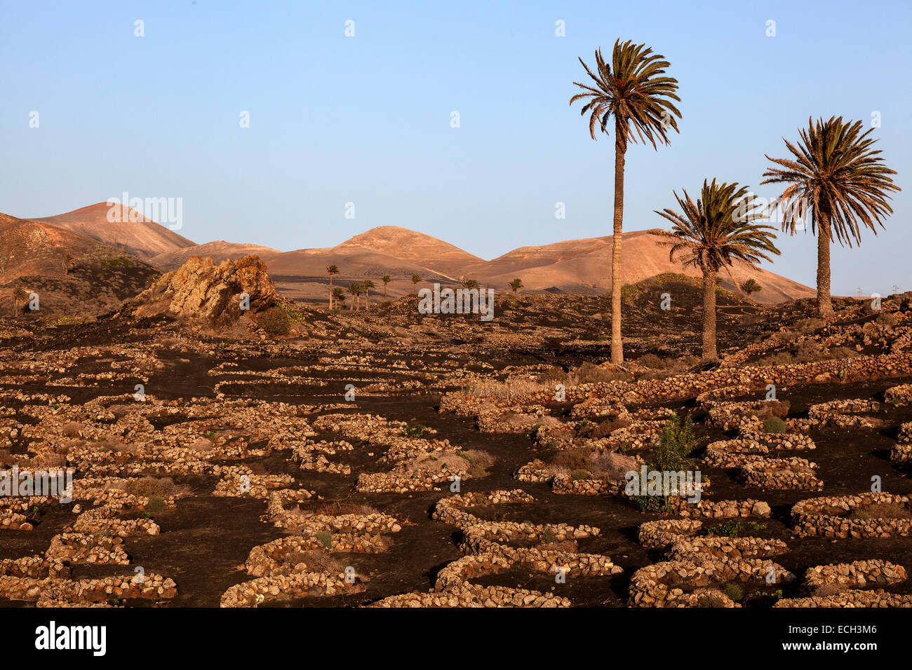 Vignobles typiques en cultures sèches dans les cendres volcaniques, lumière du soir, région viticole La Geria, Lanzarote, Îles Canaries Banque D'Images