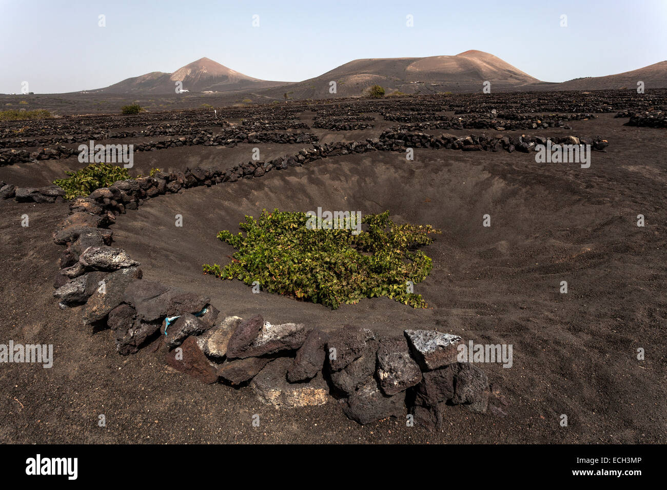 Vignobles typiques en cultures sèches dans la cendre volcanique, la lave, vigne, vignoble La Geria, Lanzarote, îles Canaries, Espagne Banque D'Images