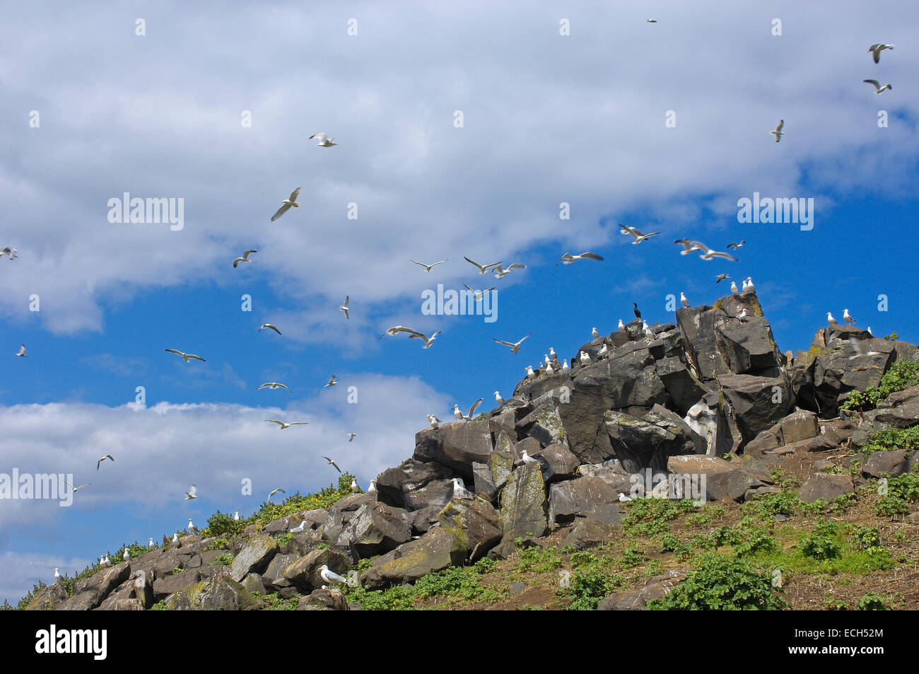 Le Goéland argenté (Larus argentatus) Banque D'Images