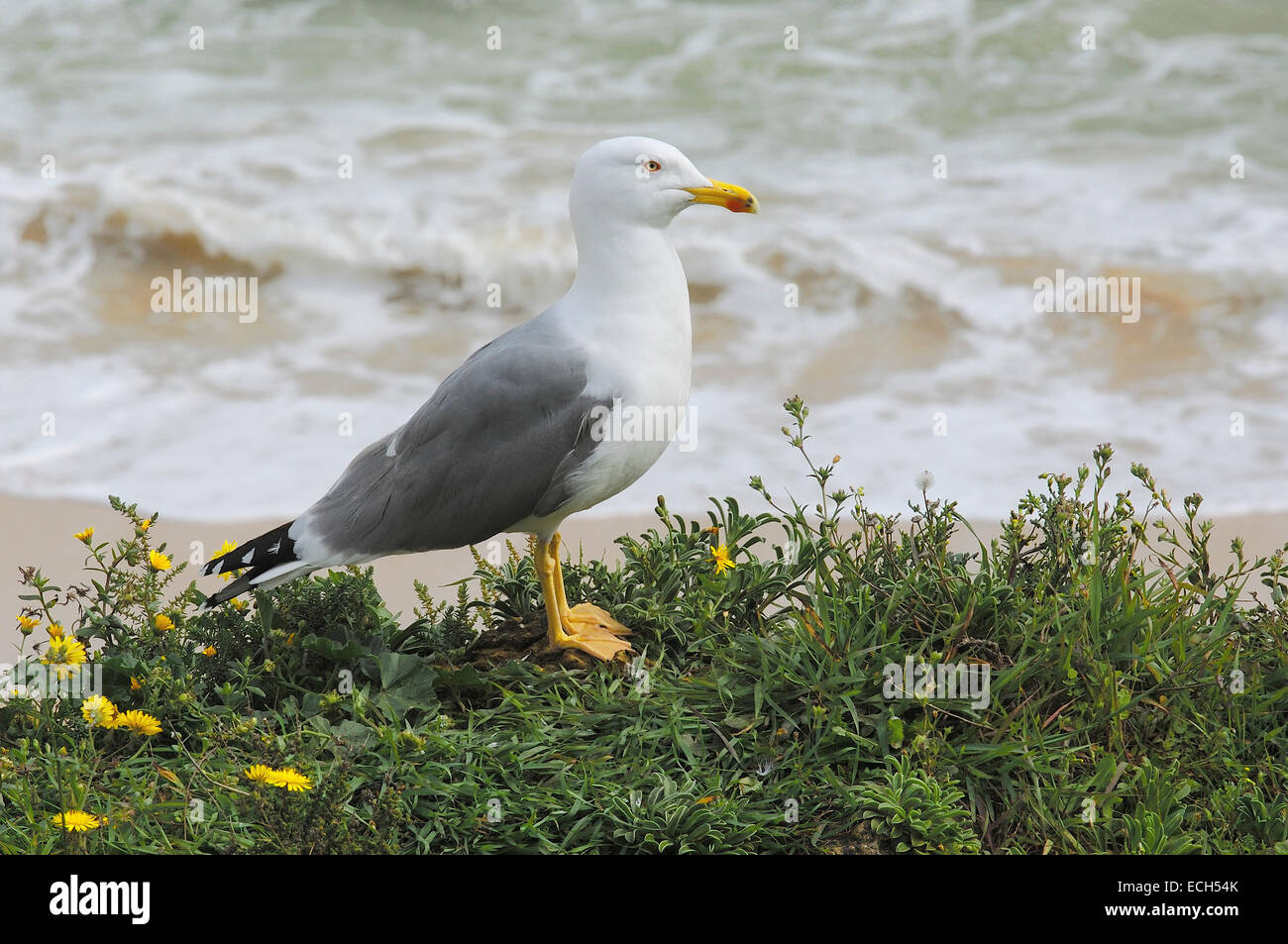 Yellow-legged Gull (Larus michahellis) Banque D'Images