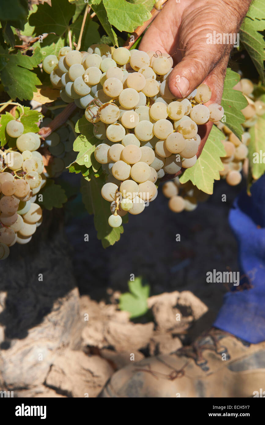 La récolte de raisins de Pedro Ximenez, Bodegas Cabriñana, Vintage dans un vignoble à Montilla, région Montilla-Moriles Banque D'Images