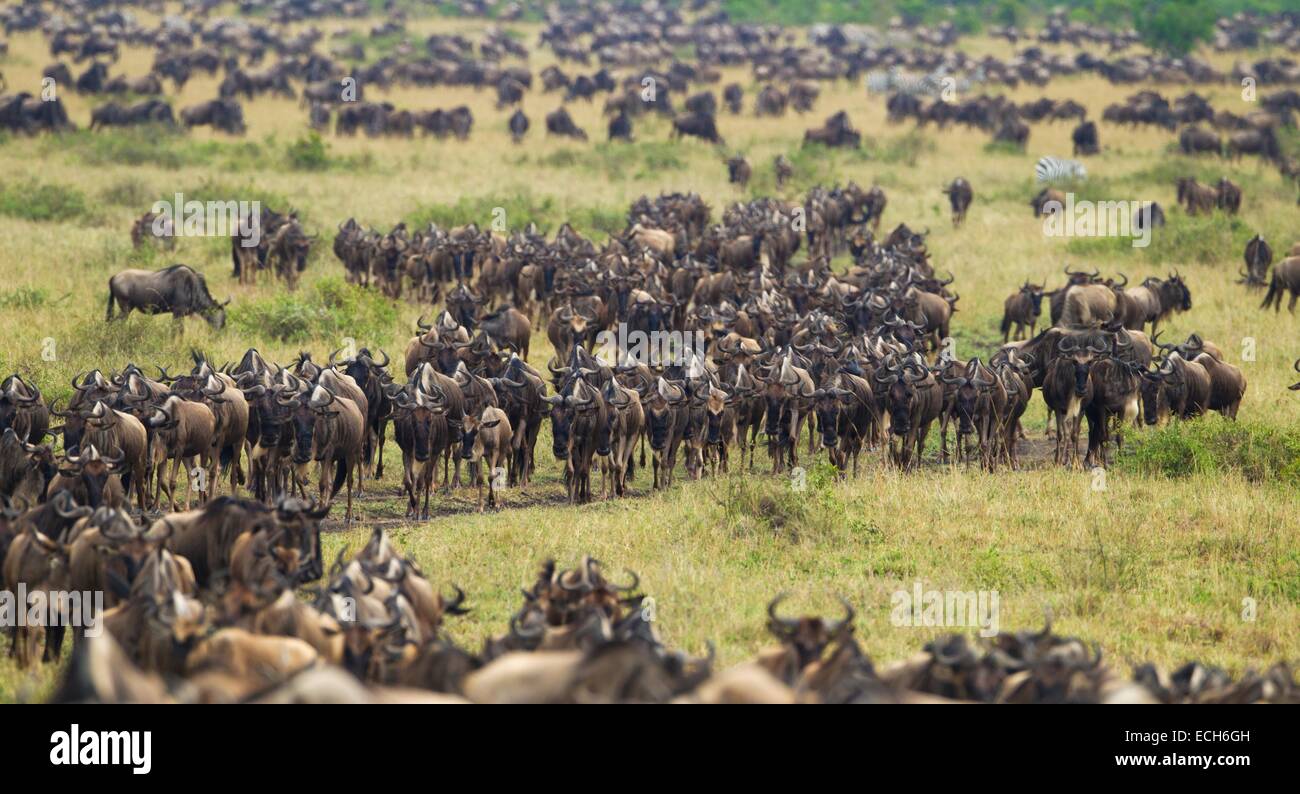 La migration de troupeau de gnous bleu (Connochaetes taurinus), Massai Mara, Kenya Banque D'Images