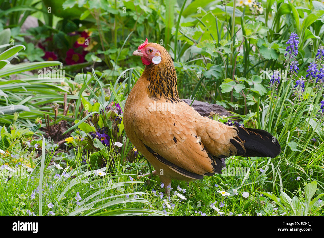 Poulet (Gallus gallus Bantam f. domestica), Hen, Tyrol, Autriche Banque D'Images