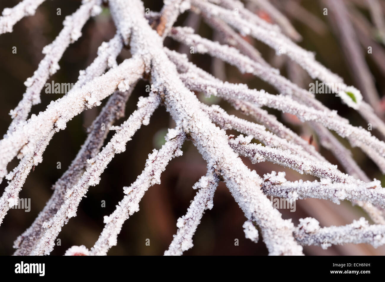 Frost couverts cottoneaster congelés arbuste un grande source de nourriture pour les oiseaux pendant l'hiver et profondeur de champ Banque D'Images