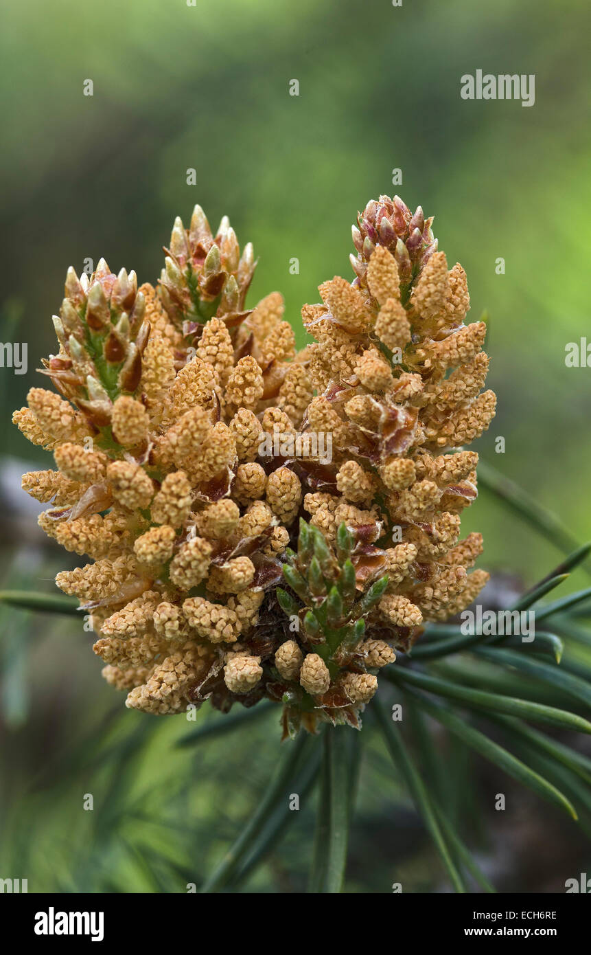 Stone pin (Pinus pinea), florescence, Tyrol du Sud, Italie Banque D'Images