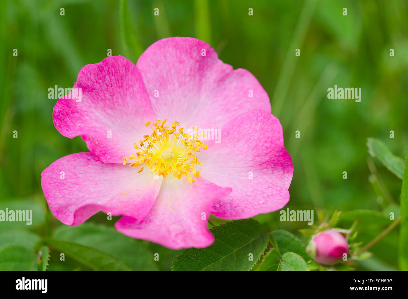 Dog-Rose (rosa canina), Burgenland, Autriche Banque D'Images