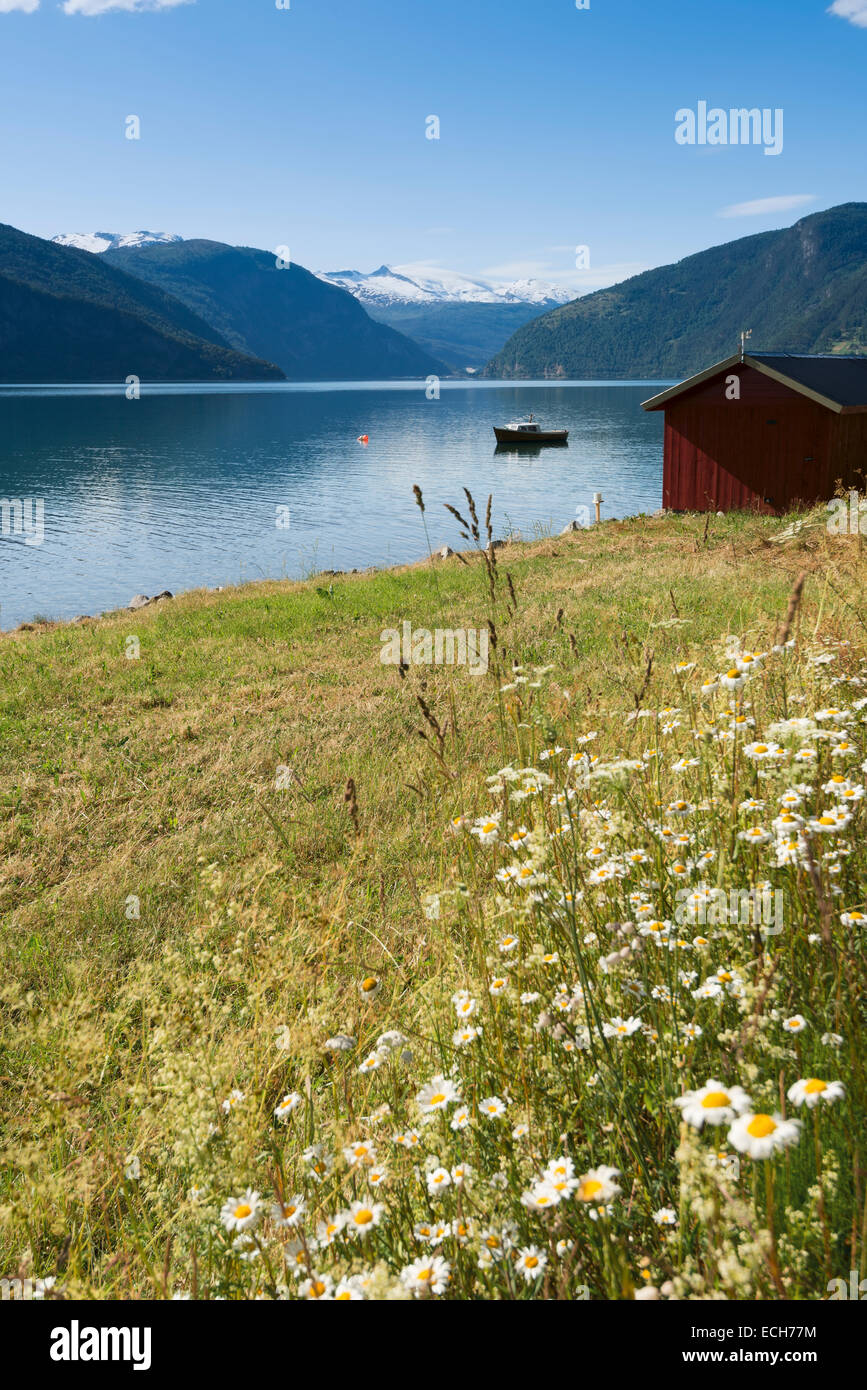 Sur Lustrafjord, Sogn og Fjordane, Norvège Banque D'Images