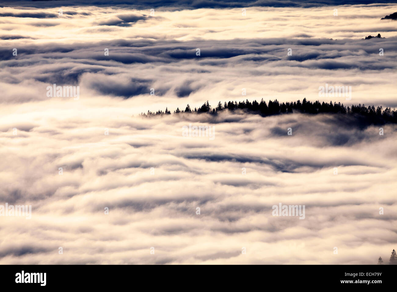 Au-dessus du niveau de la forêt de nuages, vue de l'inversion, Feldberg, Forêt-Noire, Bade-Wurtemberg, Allemagne Banque D'Images