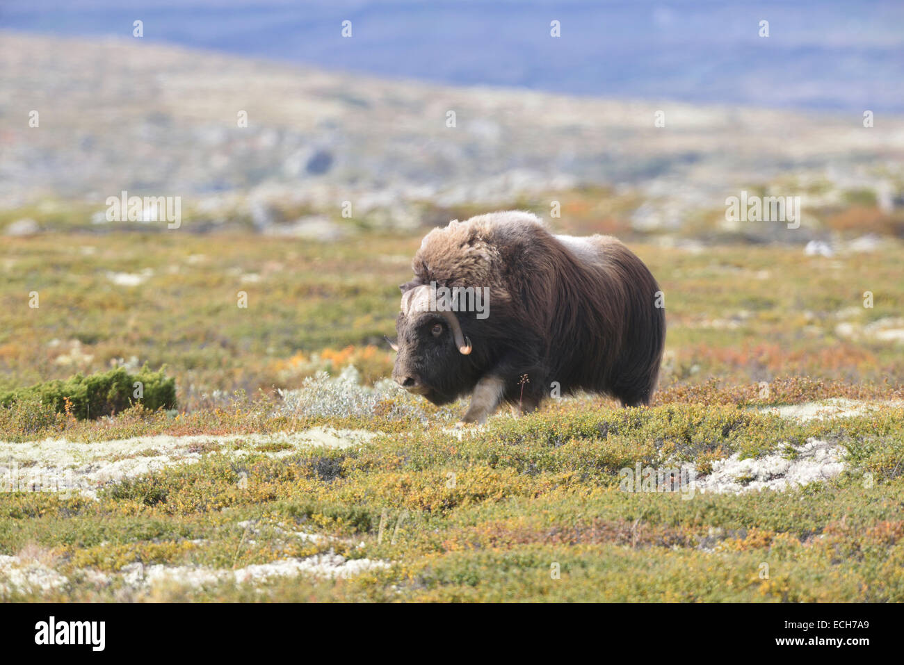 Le boeuf musqué (Ovibos moschatus), Bull sur la fjell, Dovrefjell- Sunndalsfjella National Park Banque D'Images