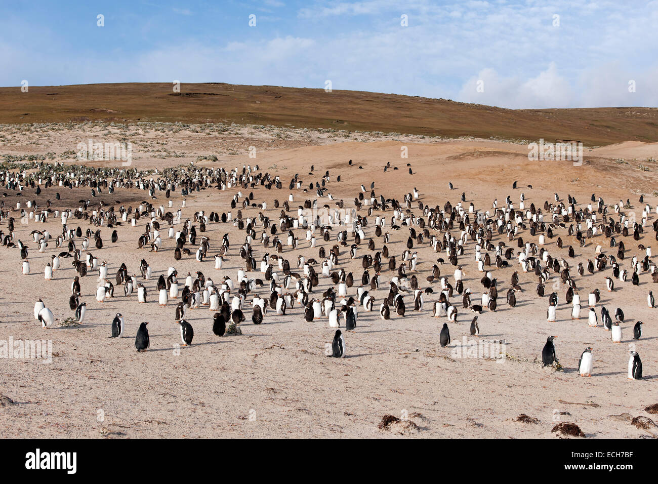 Manchots Papous (Pygoscelis papua), Saunders Island, Îles Falkland Banque D'Images