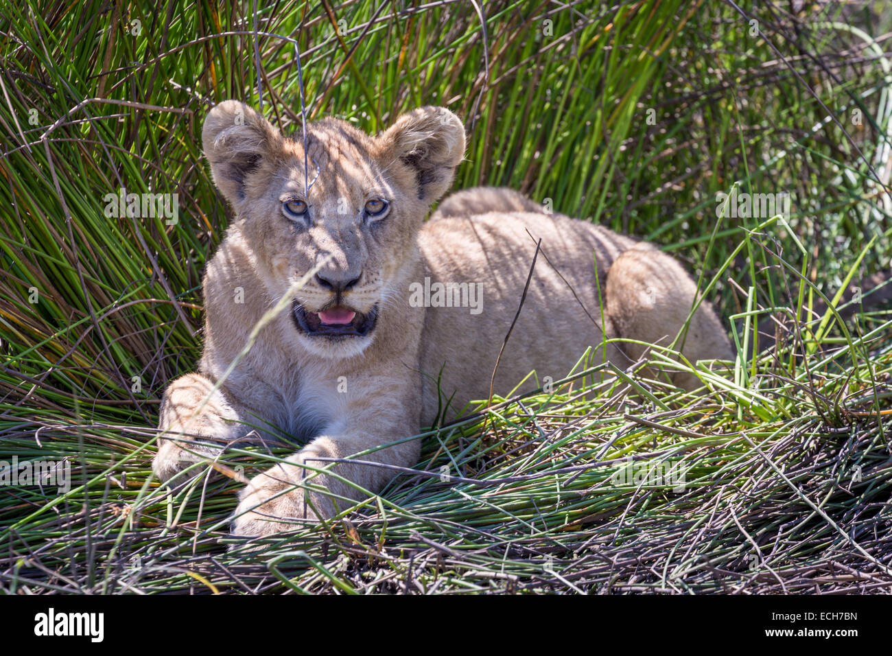 Lion (Panthera leo) haletant dans une ombre partielle, Okavango Delta, Botswana Banque D'Images