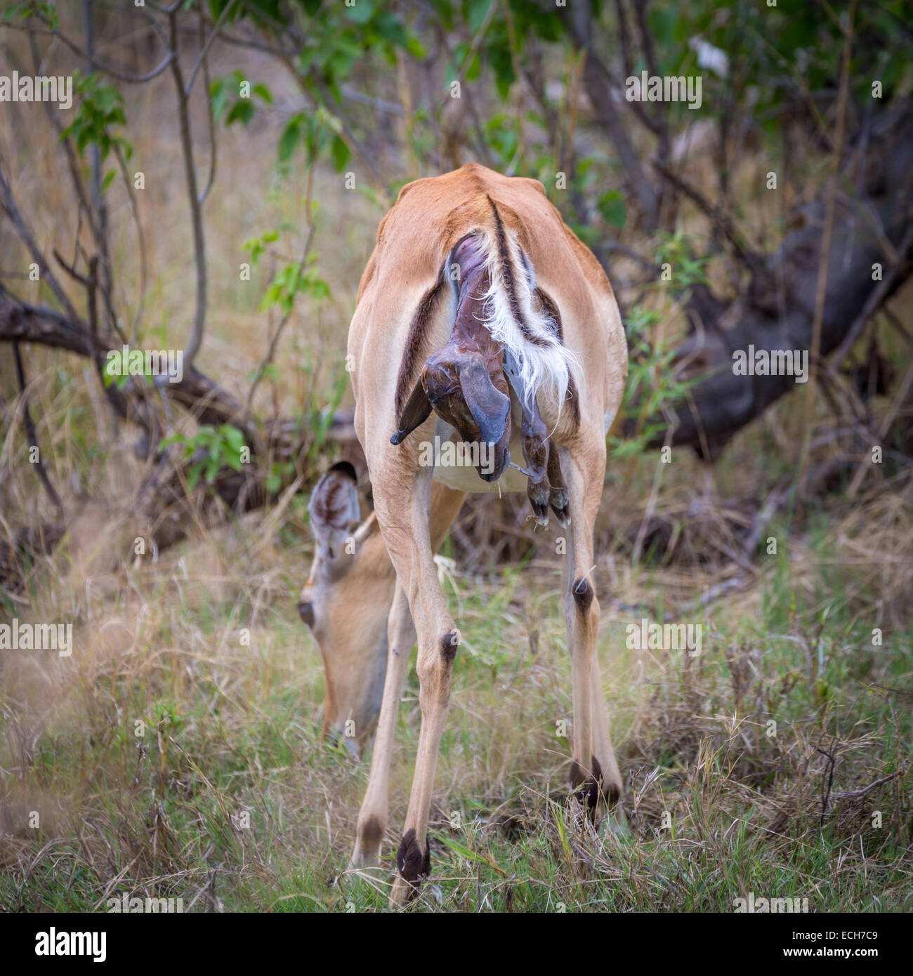 Impala (Aepyceros melampus) femmes à la naissance, la tête et les pattes de devant de l'Neugeboreren qui dépassent de la femelle de pâturage Banque D'Images
