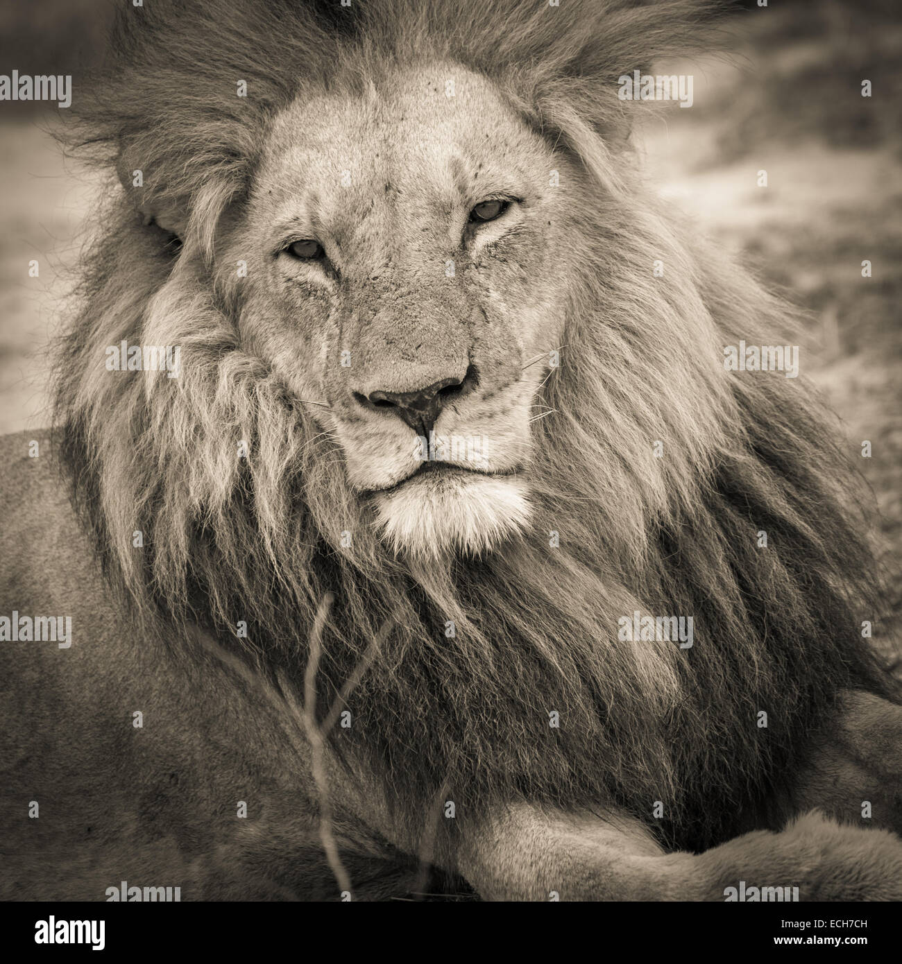 Lion (Panthera leo) adulte mâle, avec une longue crinière et les yeux à moitié ouverte, couchée, Okavango Delta, Botswana Banque D'Images