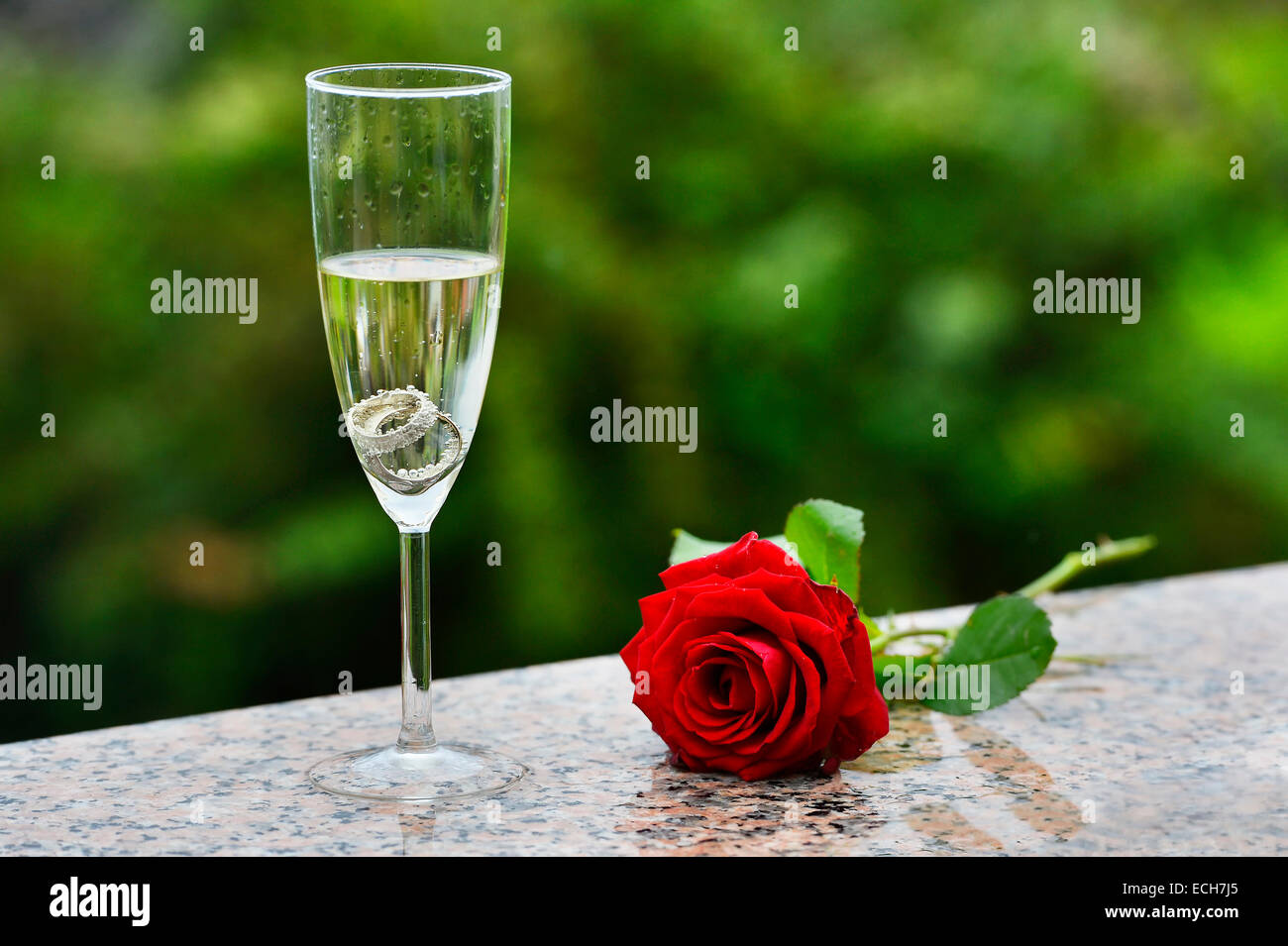 Les anneaux de mariage et rose rouge dans un verre à champagne Banque D'Images