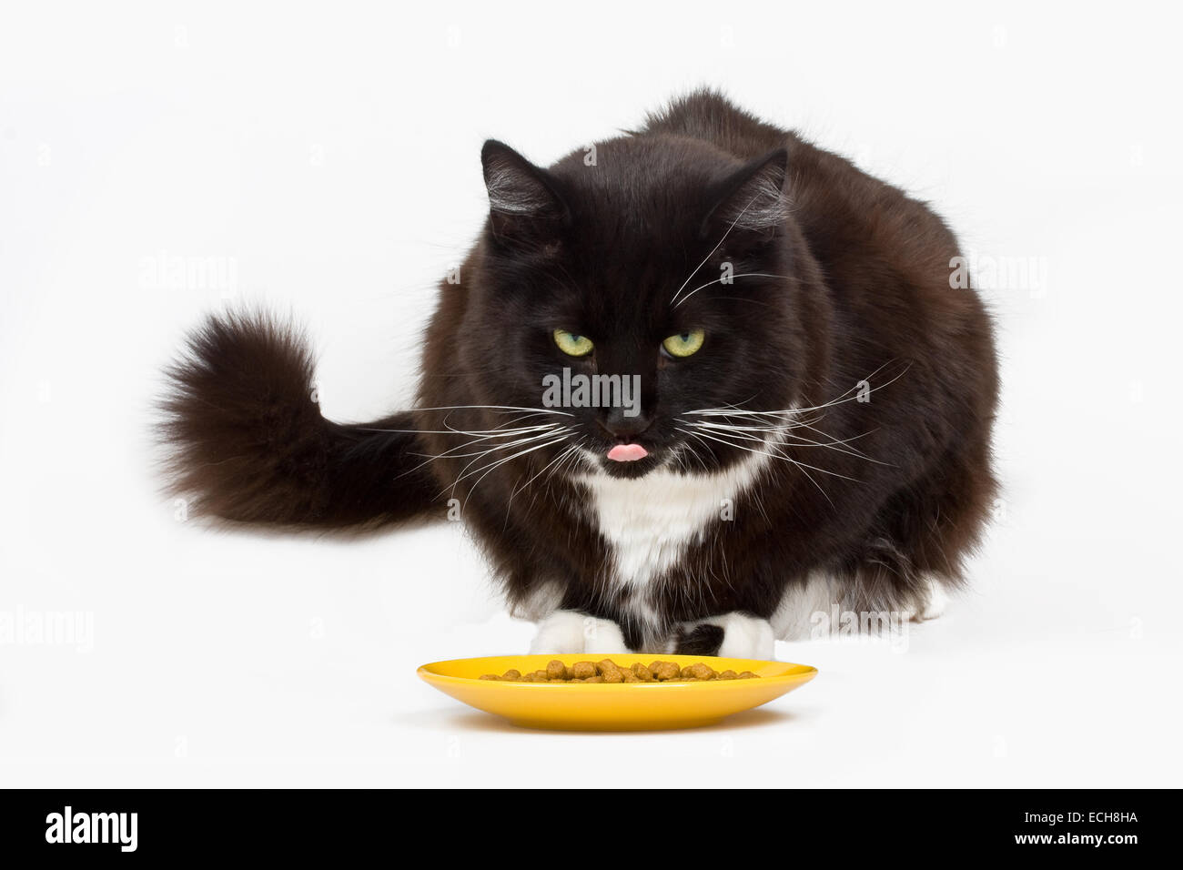 Cat et sa nourriture Banque D'Images