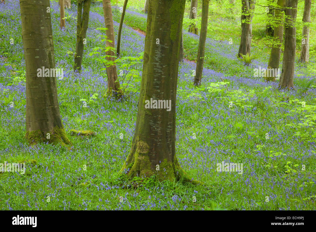 Jacinthes et hêtre, bois Forêt Portglenone, comté d'Antrim, en Irlande du Nord. Banque D'Images