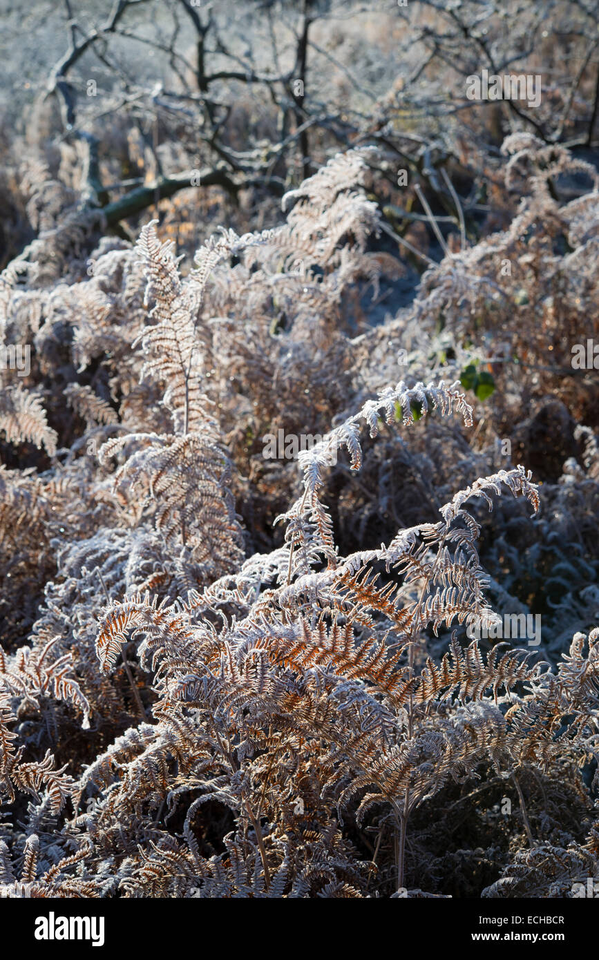 Les frondes de fougère givrée sur un matin d'hiver glacial à Etherow Country Park près de Stockport, Cheshire. Banque D'Images