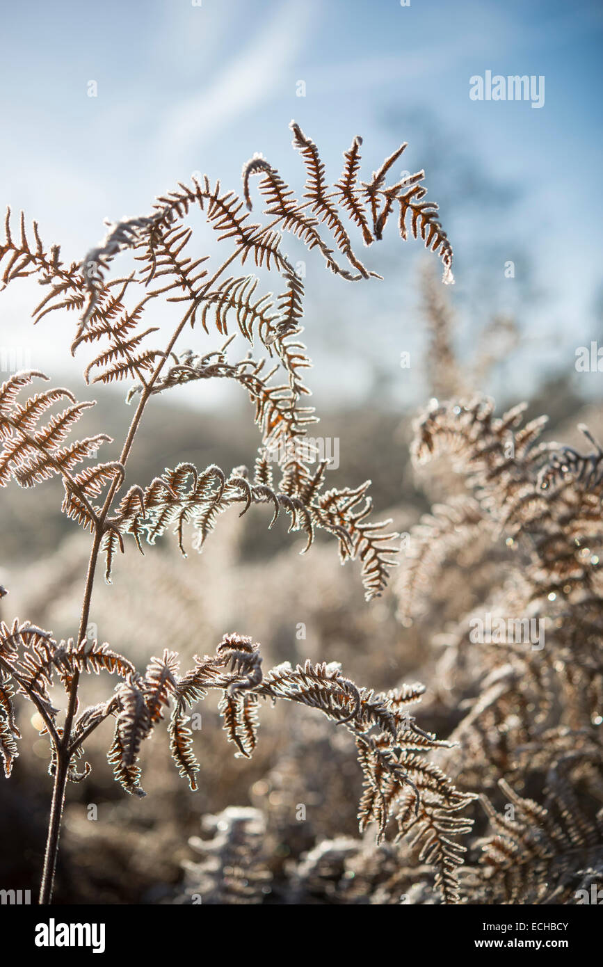 Frondage de sauterelles glacées par un matin d'hiver froid dans le parc d'Etherow, Cheshire, Angleterre. Banque D'Images