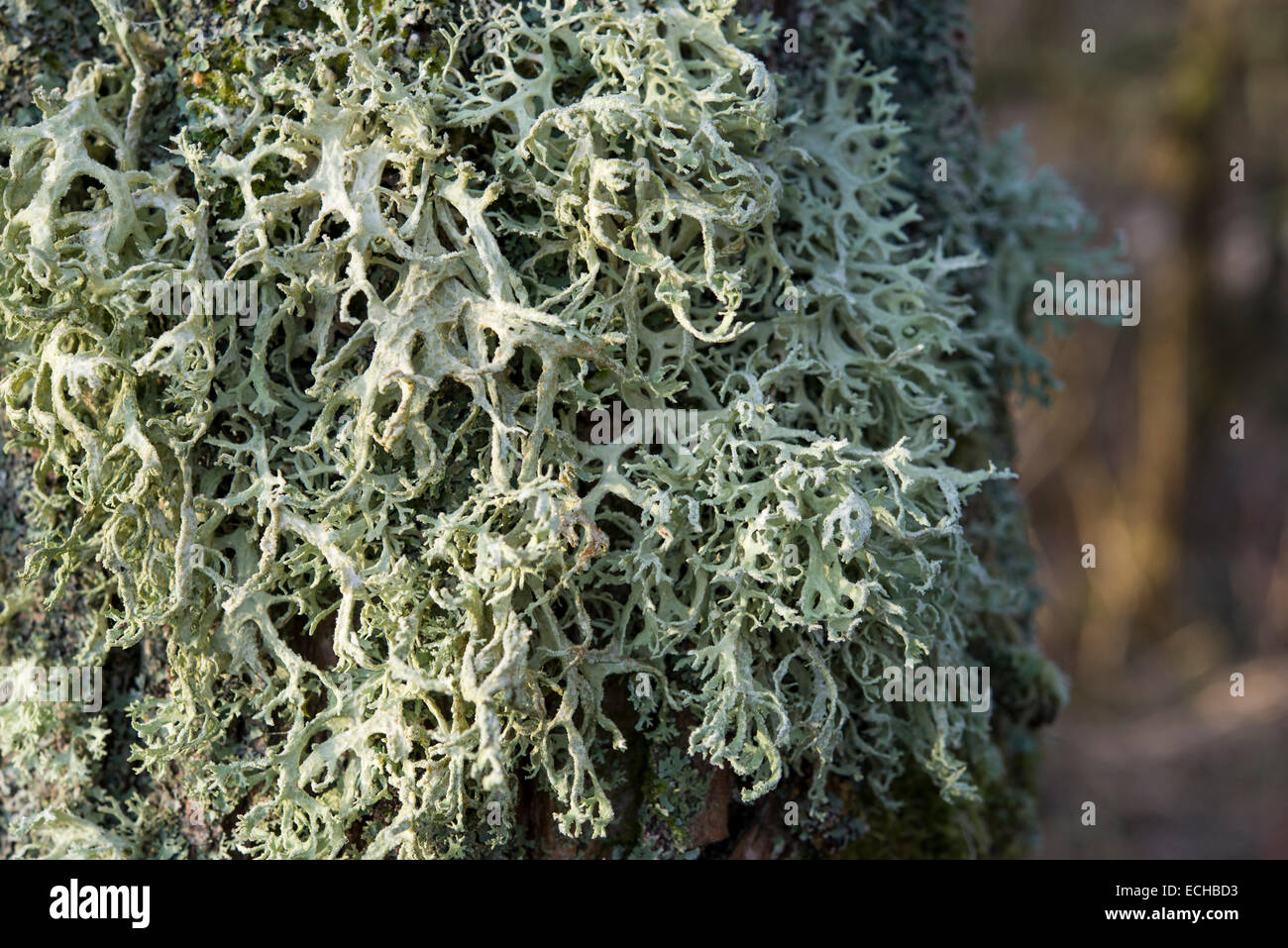 Masse de plus en plus de lichen un arbre à côté de la rivière Etherow. Peut-être une forme d'Evernia. Banque D'Images