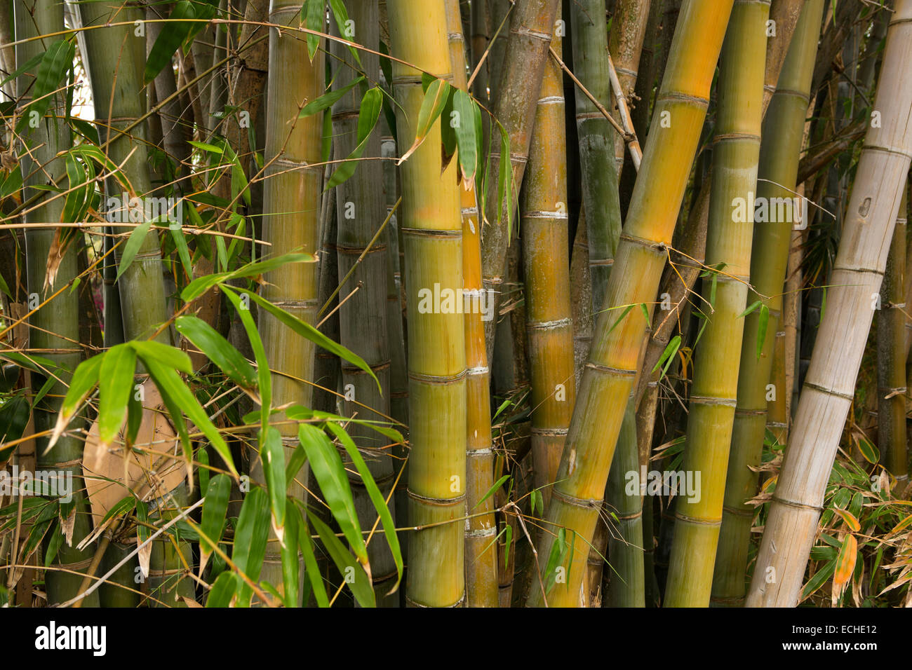 L'Ile Maurice, Mahebourg, grand bambou en Biscuiterie Rault biscuiterie de manioc Tapioca jardin Banque D'Images