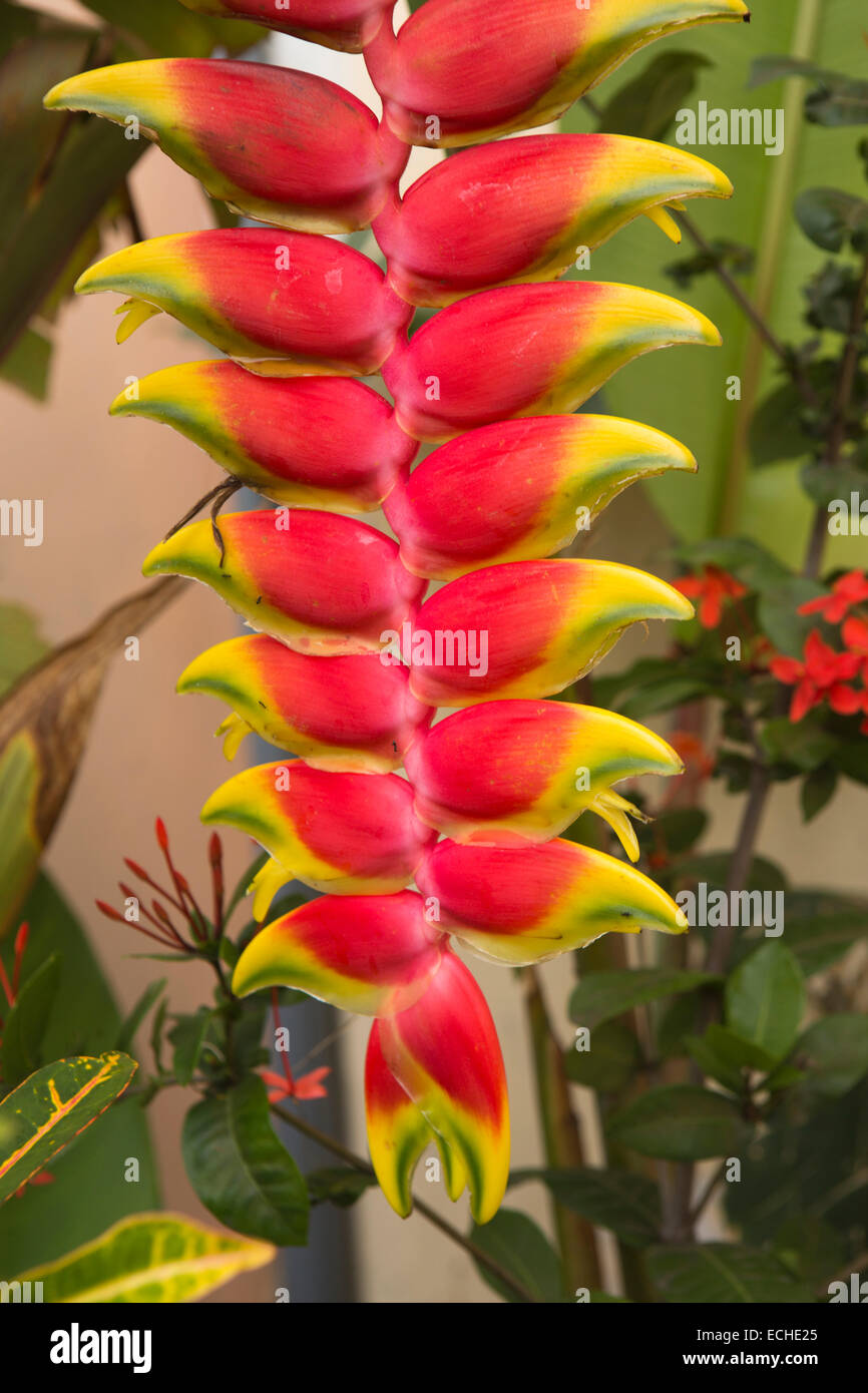 Maurice Mahebourg, biscuiterie, jardin, Balisier, lobster claw faux oiseau du paradis fleurs Banque D'Images