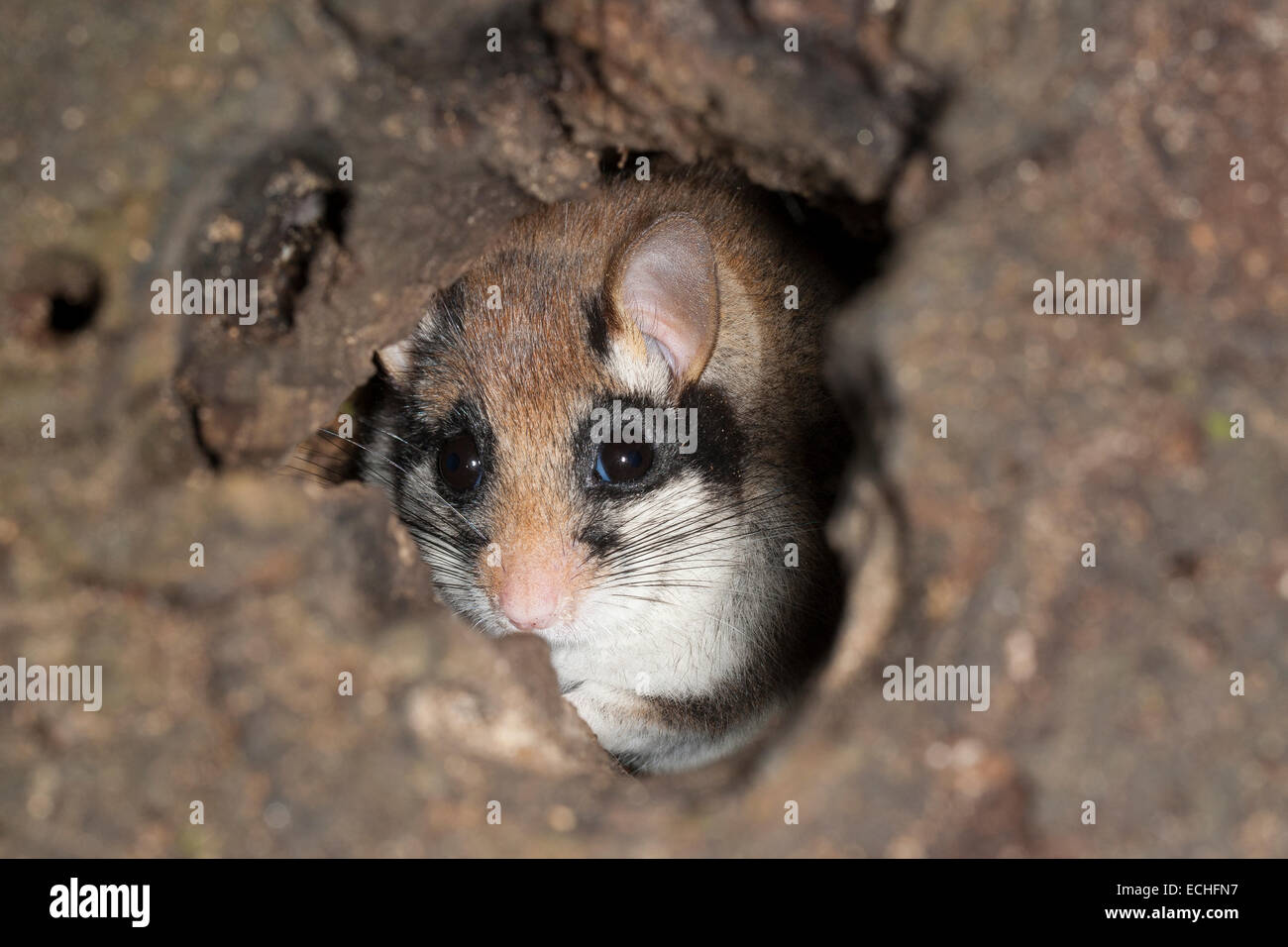 Loir jardin, jardin-loir, tree-grotte, grotte, Gartenschläfer Garten-Schläfer Baumhöhle,,, Nid, Eliomys quercinus, Lérot Banque D'Images
