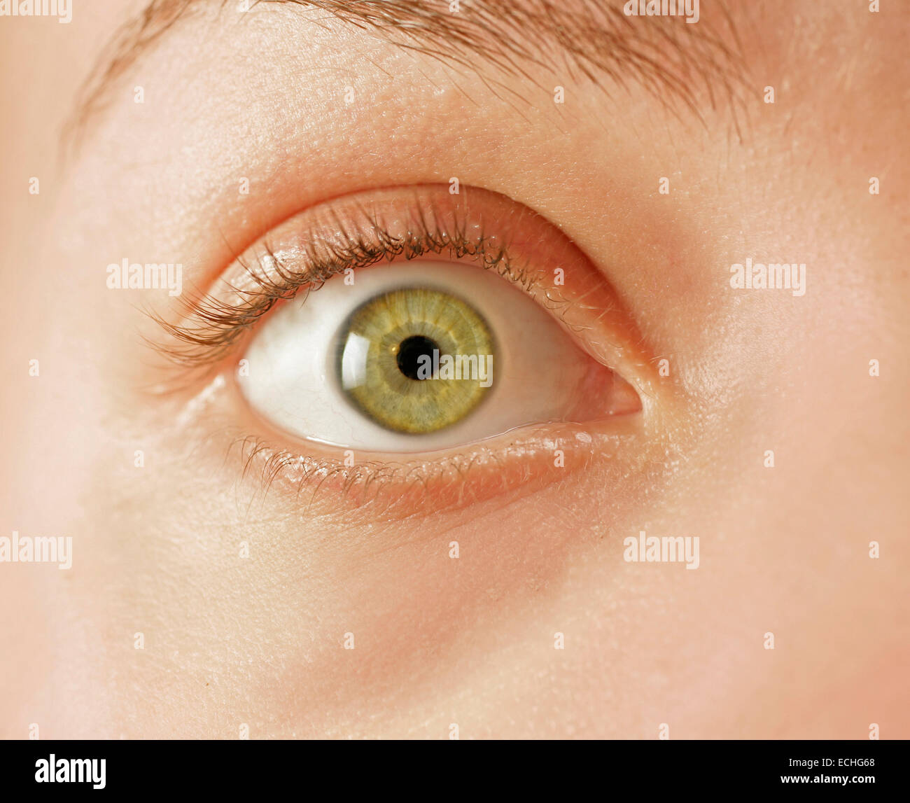 Un gros plan d'une wide open green eye Banque D'Images