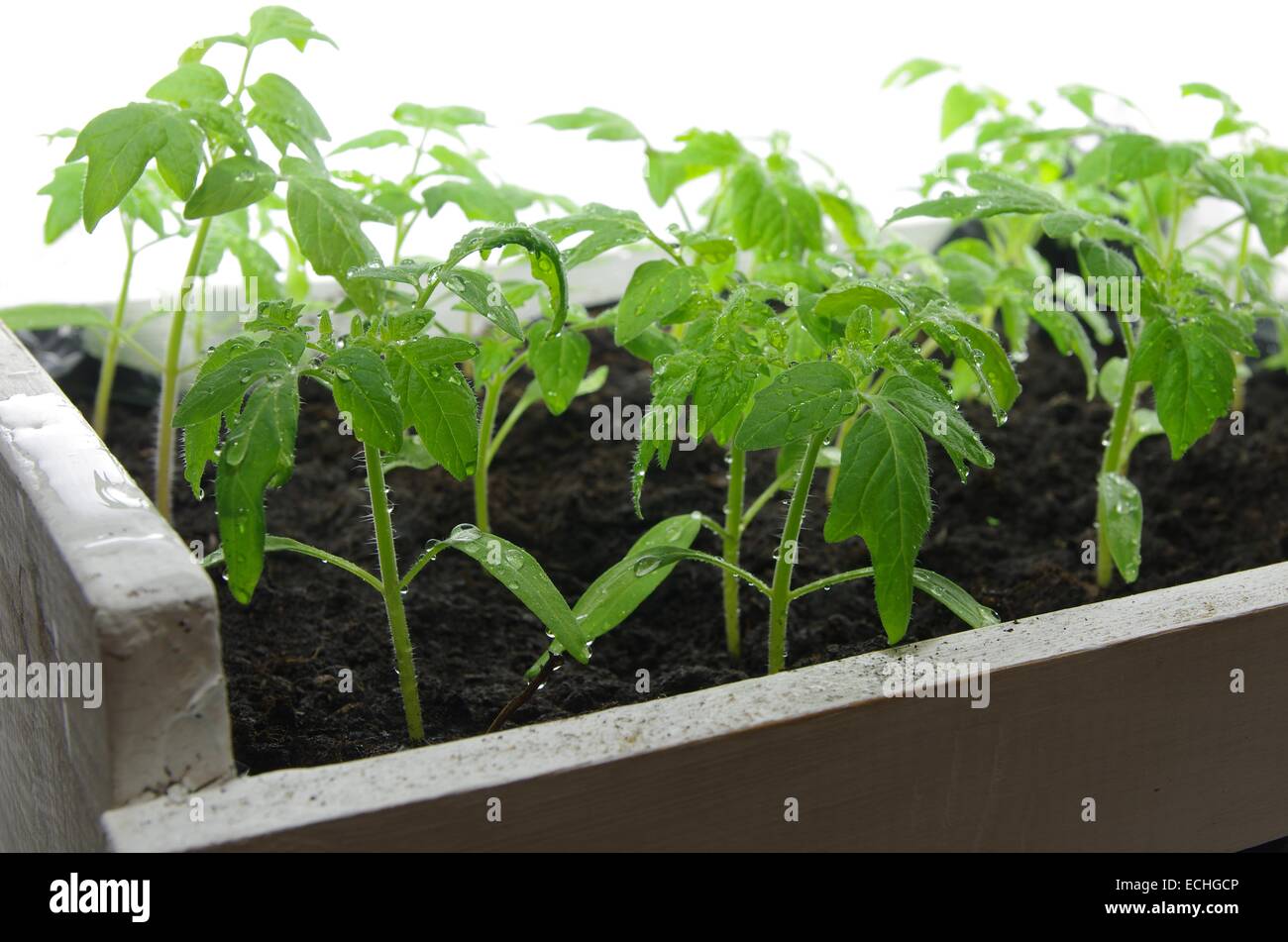 Les jeunes plantules de tomate sur un fond blanc Banque D'Images