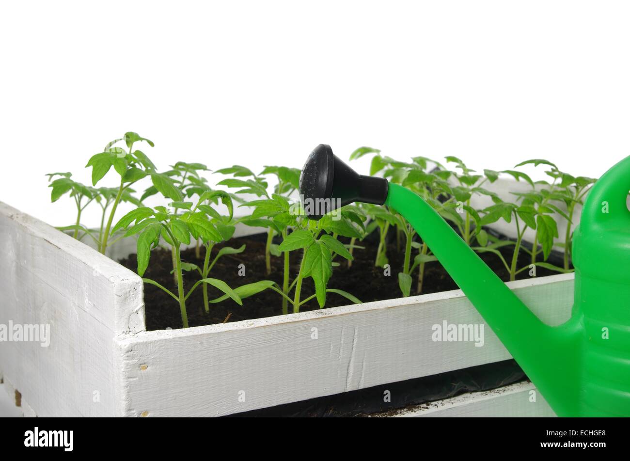 Les jeunes plantules de tomate sur un fond blanc Banque D'Images
