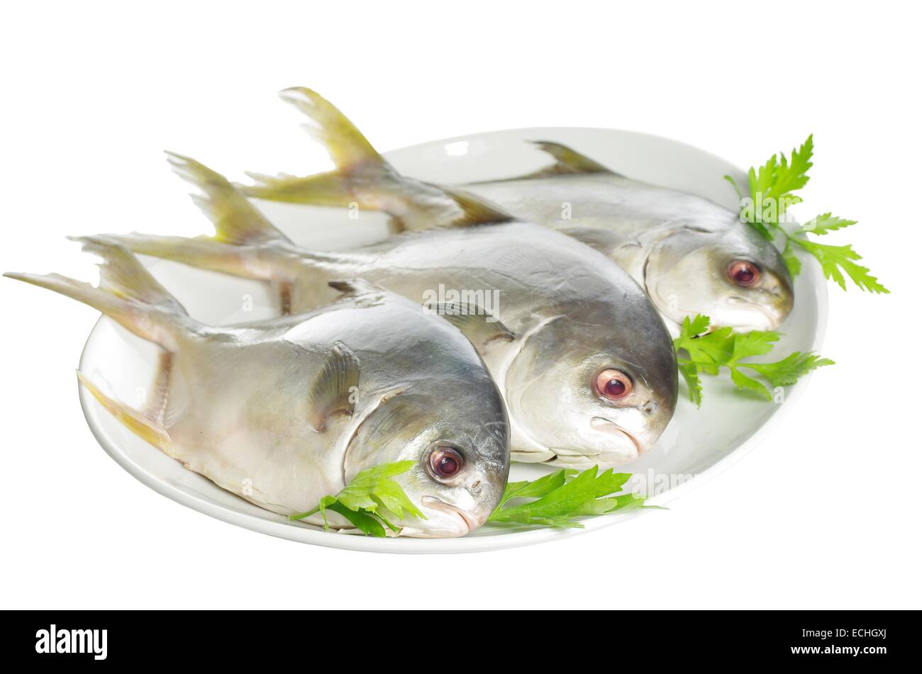 Trois dorado on white plate Banque D'Images