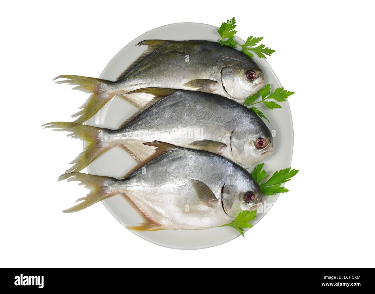 Trois dorado on white plate Banque D'Images