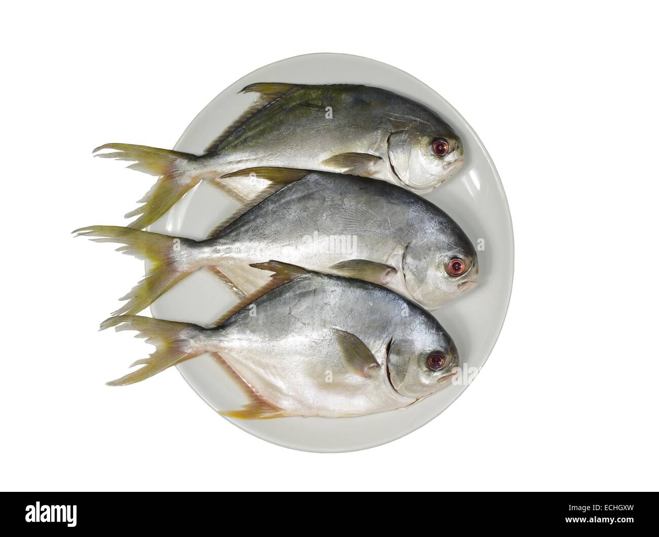 Trois dorado on white plate Banque D'Images