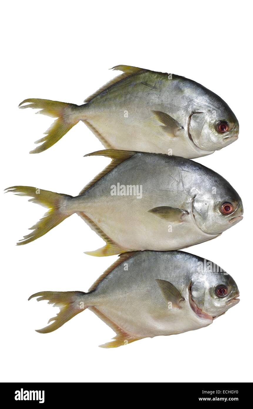 Trois dorado sur fond blanc Banque D'Images