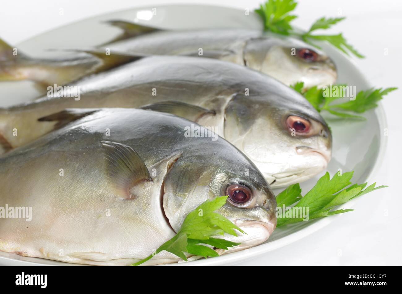 Trois dorado on white plate Banque D'Images