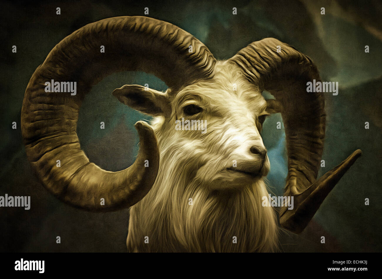 Ou argali argali mouflon, ou (lat. Ovis ammon) - mammifères ongulés de la famille des bovidés, illustrations, peinture Banque D'Images