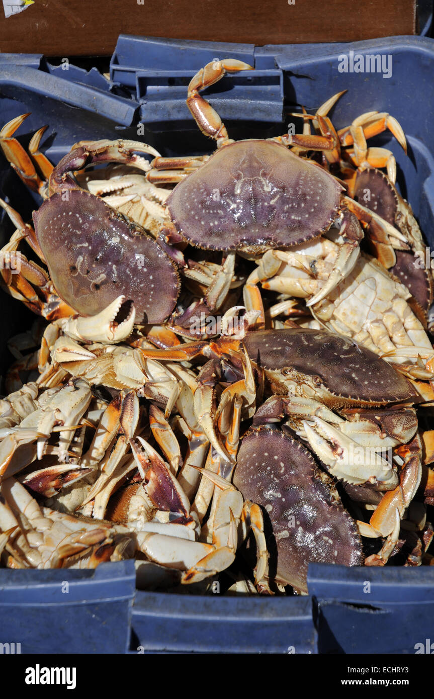 Les crabes sur le marché Banque D'Images