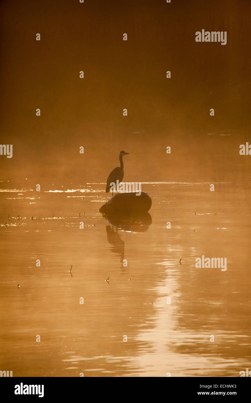 Heron et dawn mist sur le Lough Ree, rivière Shannon, comté de Westmeath, Irlande. Banque D'Images