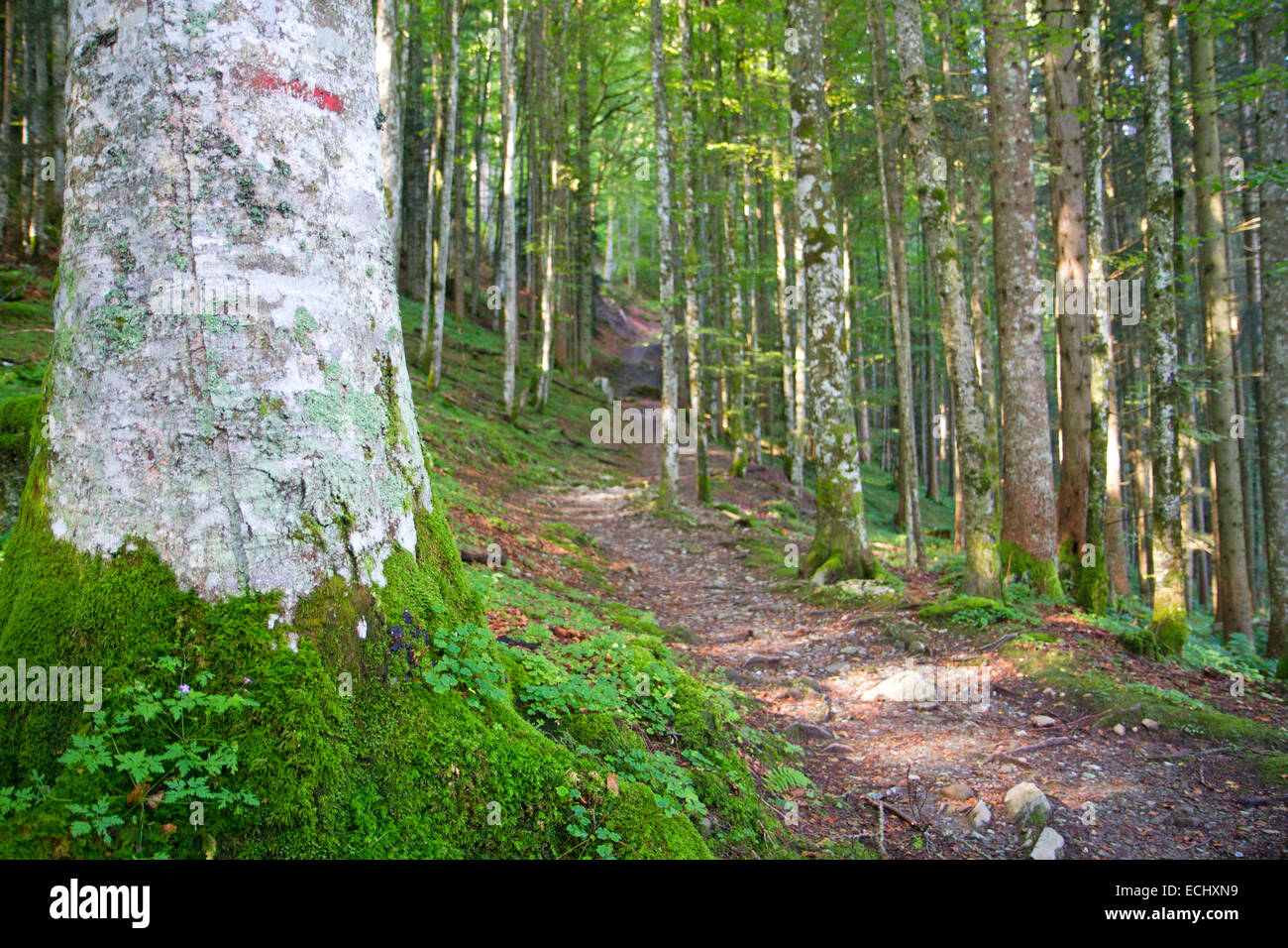 Sentier forestier au-dessus de Engelberg Banque D'Images