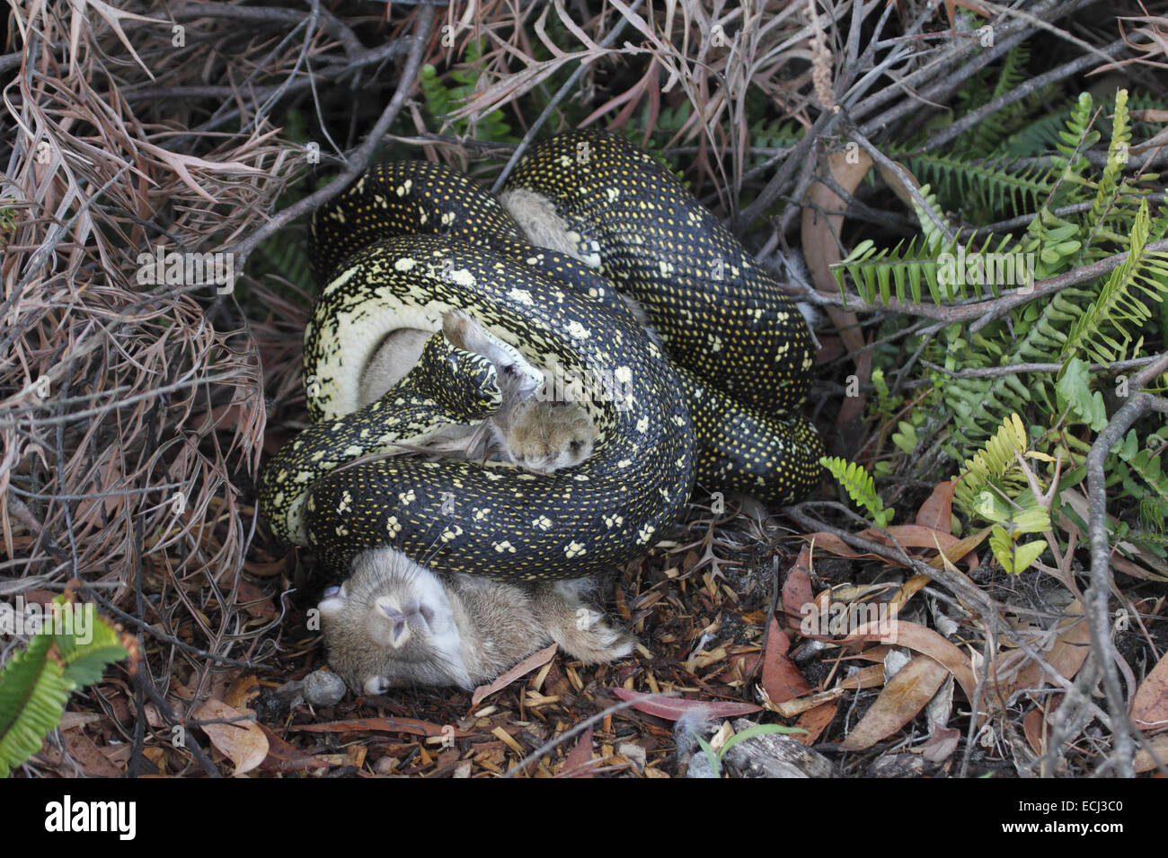 Morelia spilota spilota python diamant écraser un lapin Banque D'Images