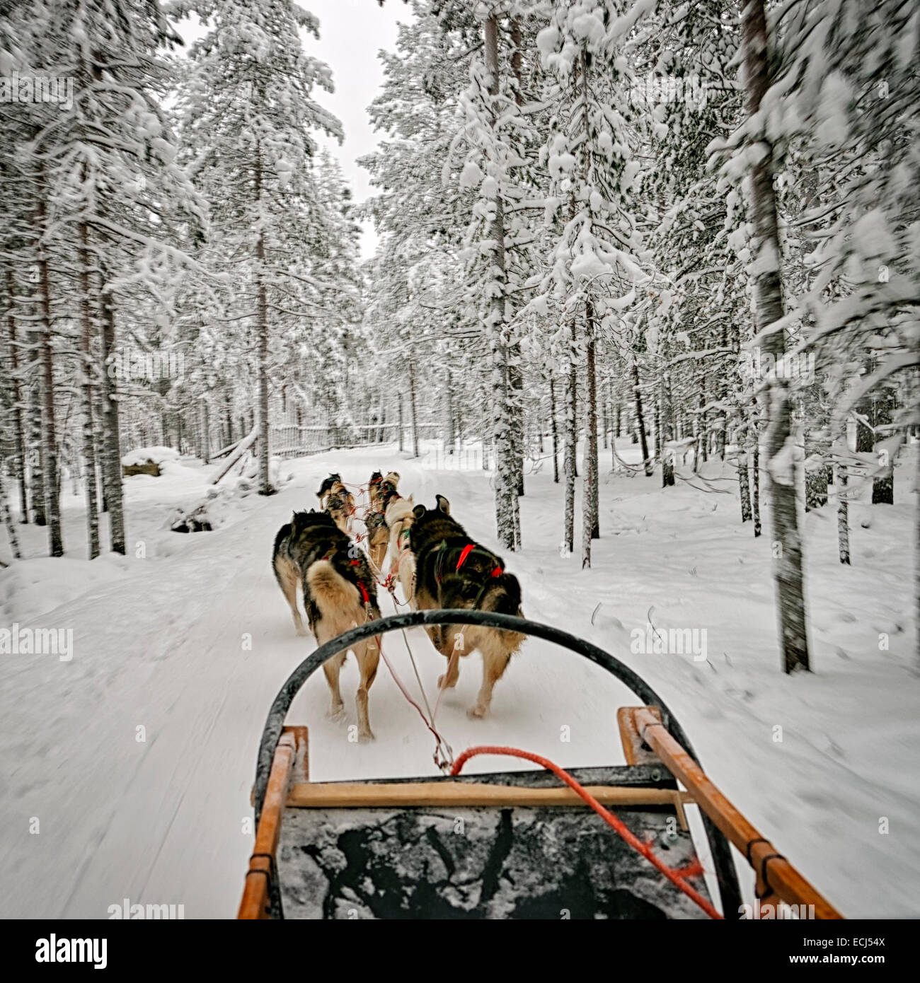 Vue depuis le traîneau à chien Banque D'Images