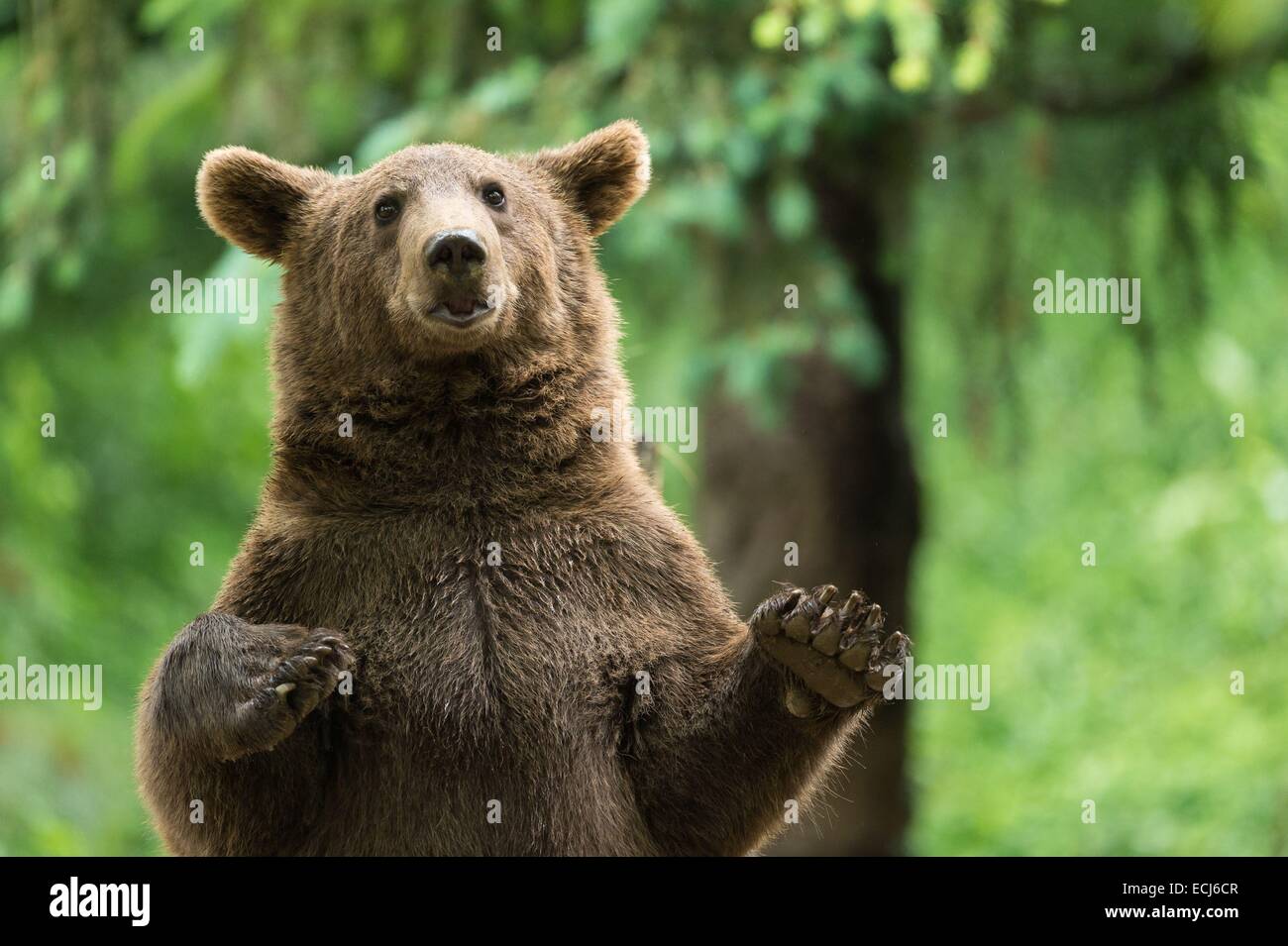 France, Hautes-Pyrénées, Argeles-Gazost, l'ours brun (Ursus arctos) dans le parc animalier des Pyrénées Banque D'Images